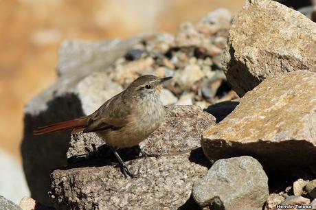 Canastero pálido (Asthenes modesta)