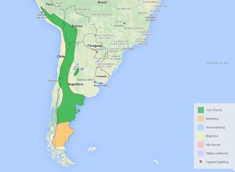 Canastero pálido (Asthenes modesta)