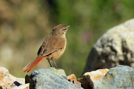 Canastero pálido (Asthenes modesta)