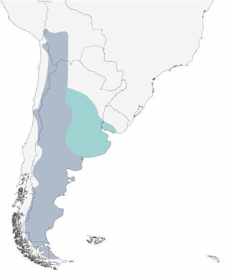 Bandurrita esteparia (Upucerthia dumetaria)