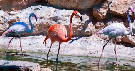 15 mejores cosas para hacer en Paphos (Chipre) Zoológico de Paphos