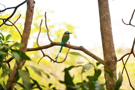 Pájaro torogoz