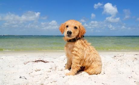 Cachorro, en la playa