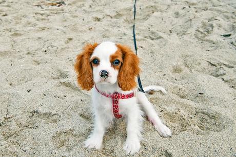 Cachorro en la playa de corteza