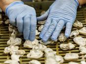 Aperitivo almejas rías gallegas