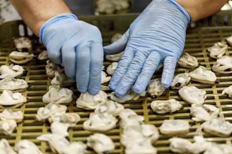 Aperitivo de almejas de las rías gallegas