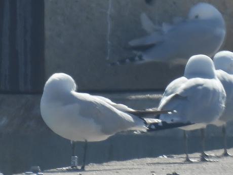 Gaviotas de Audouin BU05 y BUPR