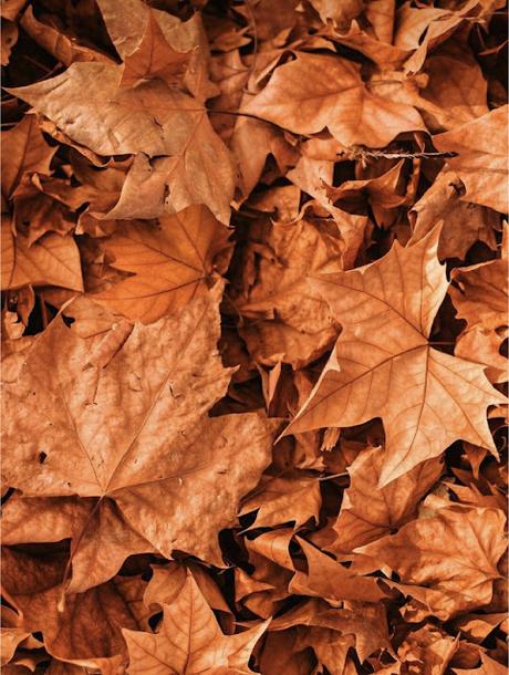 Skincare productos argentina Rutina cuidado de la piel otoño