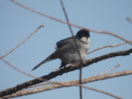 Curruca melanocephala