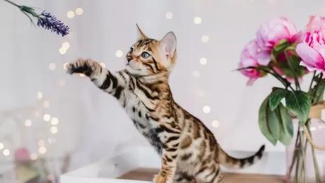 DIETA SANA DIETA SANA