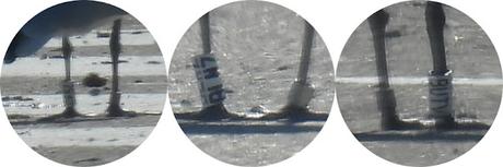 Gaviotas de Audouin  CFSZ, BLNZ, y BUTV