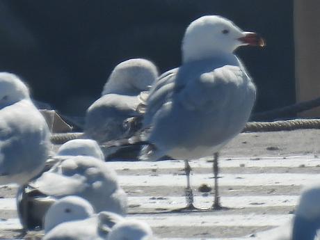 Gaviotas de Audouin  CFSZ, BLNZ, y BUTV