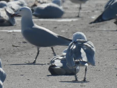 Gaviotas de Audouin  CFSZ, BLNZ, y BUTV