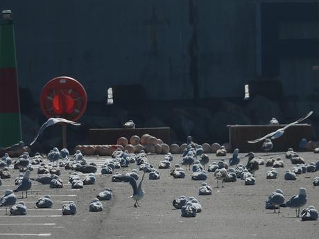 Gaviotas de Audouin  CFSZ, BLNZ, y BUTV