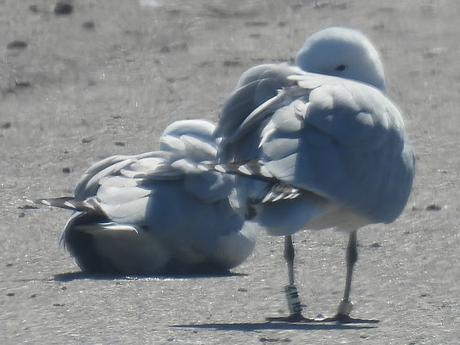 Gaviotas de Audouin  CFSZ, BLNZ, y BUTV