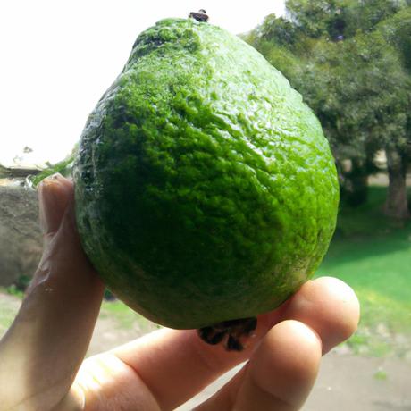 El origen de las expresiones populares: Estar a las duras y a las maduras El origen de las expresiones populares: Estar a las duras y a las maduras