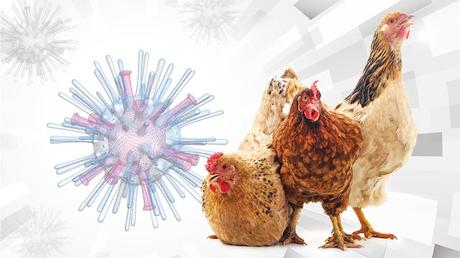 Nuevo caso de contagio de gripe aviar H5N1: ¿Qué necesitas saber?