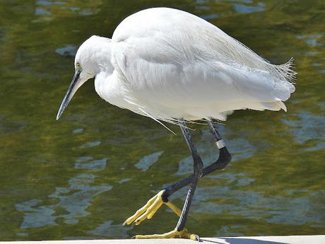 Garceta solo con anilla metálica