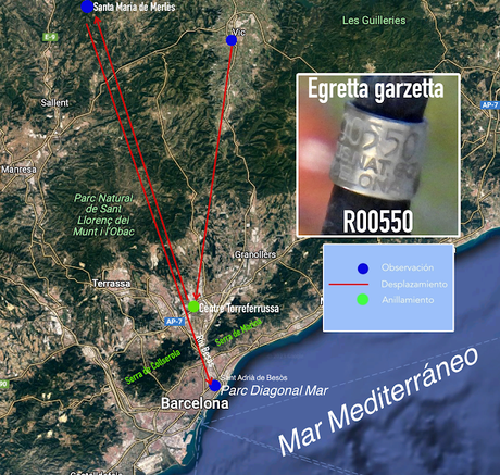 Garceta solo con anilla metálica