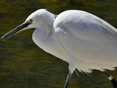 Garceta solo con anilla metálica