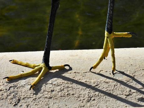 Garceta solo con anilla metálica