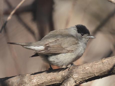 Curruca capirotada ♀ ♂