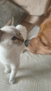 Adoptar un gato teniendo ya un perro en casa: mi experiencia Adoptar un gato teniendo ya un perro en casa: mi experiencia