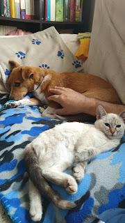 Adoptar un gato teniendo ya un perro en casa: mi experiencia Adoptar un gato teniendo ya un perro en casa: mi experiencia
