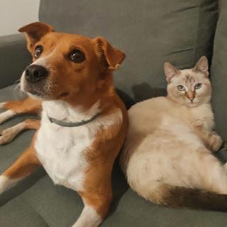Adoptar un gato teniendo ya un perro en casa: mi experiencia