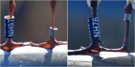 G. reidoras NH97 y NH76