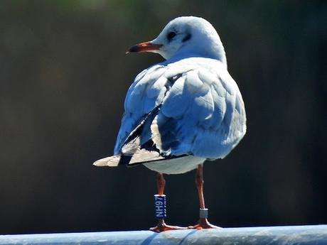 G. reidoras NH97 y NH76