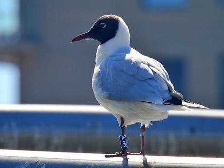 G. reidoras NH97 y NH76