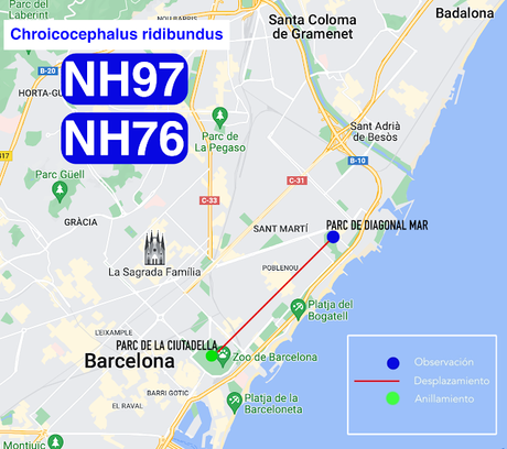 G. reidoras NH97 y NH76