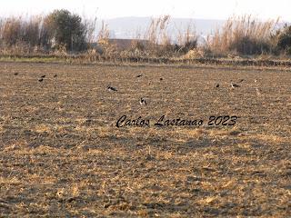 Se asoma la primavera.