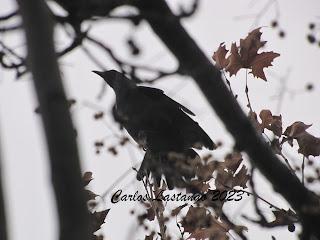 Se asoma la primavera.