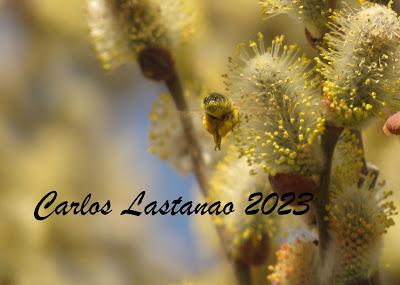 Se asoma la primavera.