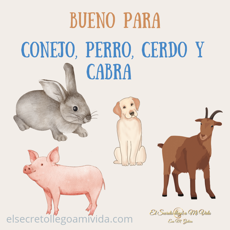 Marzo 2023 mes Conejo de Madera Yin