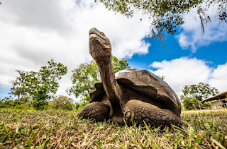 METROPOLITAN TOURING CONMEMORA EL DÍA DE DARWIN
