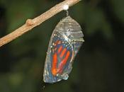 Chrysalida