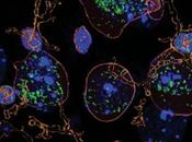 Cómo consumo alcohol aumenta inflamación cerebral