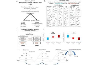 Diagnostico de la ansiedad mediante un análisis de sangre Diagnostico de la ansiedad mediante un análisis de sangre