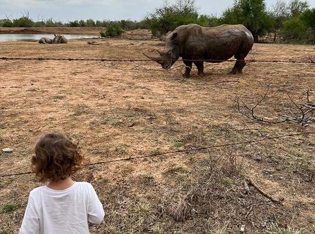 una niña frente a un rinoceronte en Hlane, Esuatini