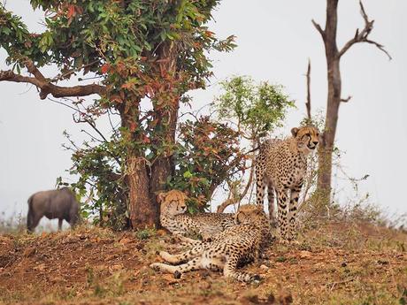 Guepardos en el parque nacional de Kruger.