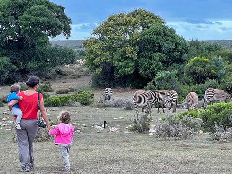 paseando entre cebras en Sudáfrica con niños