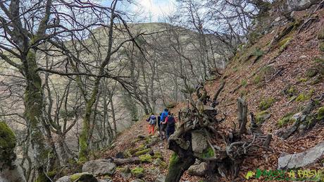Sendero por hayedo en el Parque Natural de Redes