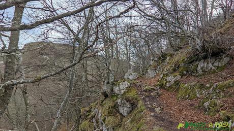 Hayedo en el Parque Natural de Redes, Asturias