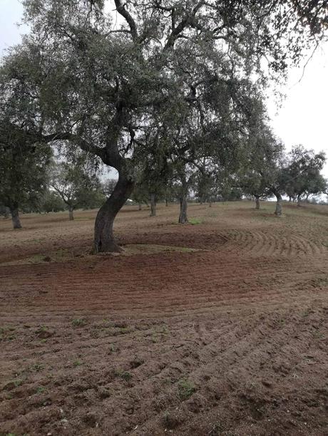 Híncale el diente al cerdo ibérico de bellota 2023