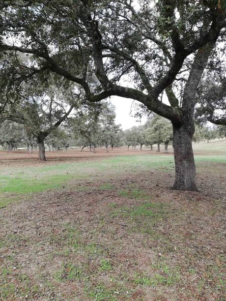 Híncale el diente al cerdo ibérico de bellota 2023