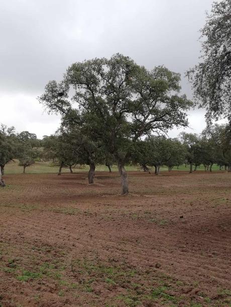 Híncale el diente al cerdo ibérico de bellota 2023