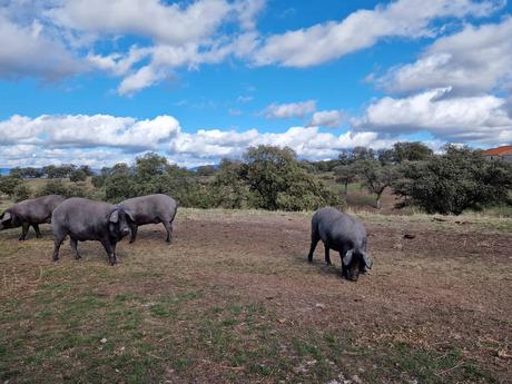 Híncale el diente al cerdo ibérico de bellota 2023